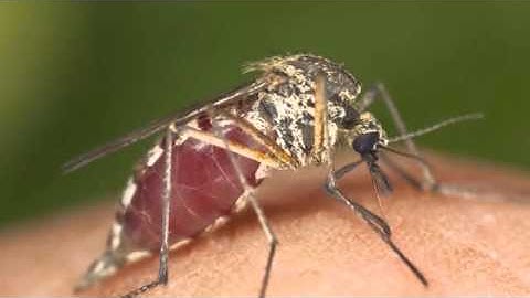 Mosquito Removal Systems | Tulsa, OK – American Services Inc.