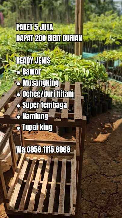 5 MILLION PACKAGE GET 200 BAWOR MUSANGKING OCHEE SUPER TEMBAGA NAMLUNG DURIAN SEEDLINGS