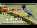 Culling Thousands of Images | Nailing Exposure | Saving for Web | The Makings of a GREAT Bird Photo