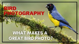 Culling Thousands of Images | Nailing Exposure | Saving for Web | The Makings of a GREAT Bird Photo