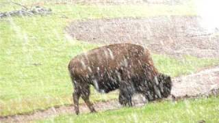 Buffalo, Yellowstone National Park, June 2009 in the Snow!