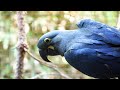 Offspring of Lear&#39;s Macaw