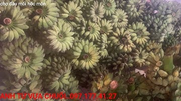 284#CHUỐI XIÊM,CHUỐI SÁP,MUA BÁN CHUỐI,CHỢ ĐẦU MỐI HÓC MÔN,22/09/2022