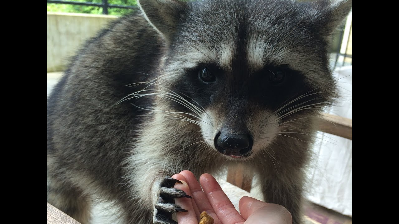 Fred the Friendly Raccoon - Part 25 - YouTube