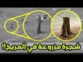 من الذي قام بالزراعة على كوكب المريخ بعد اكتشاف جذوع أشجار هناك؟.. العالم كله مذهول