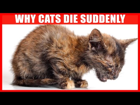 Video: Kam katės išvyksta mirti?