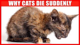 Why Do Cats Die Suddenly? Causes of Sudden Death in Cats!