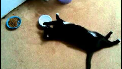 My cat Chico drinking water with his paw while laying down