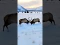 🦌 Epic Elk Battle: Brutal Survival Clash on Snowy Mountain | Majestic Predator Moment 🌨️