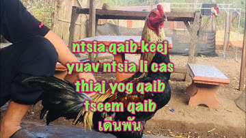 ntsia qaib keej ntsia li cas.. thiaj yog qaib keej qaib tseem...!