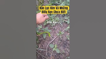 Rắn Lục Kim Và Những Điều Bí Ẩn Mà Con Người Chưa Khám Phá #sanke #ranluckim