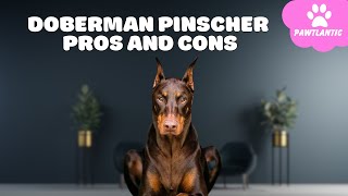 Doberman Pinscher: The Pros & Cons of Owning One | Dog Facts