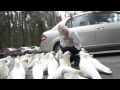 feeding wild cockatoos