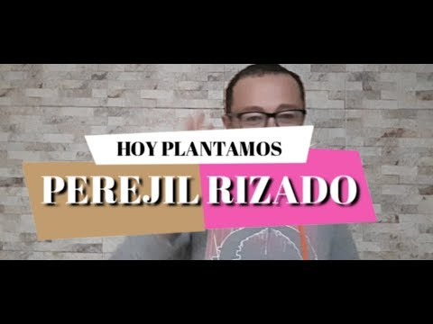 Video: Perejil Rizado