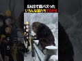 SNSで超バズった / いろんな猿たちTOP5