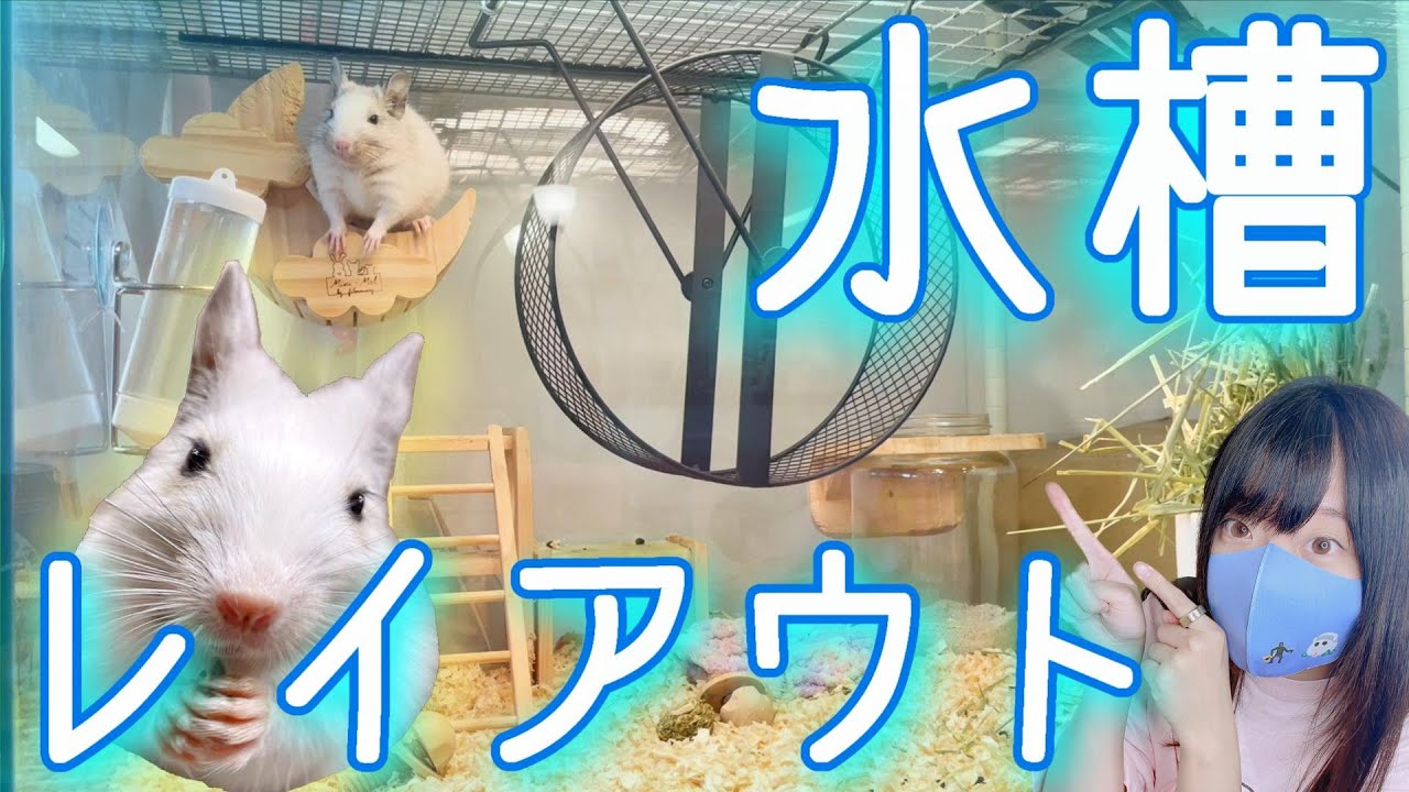 デグー 超オススメ☆水槽ケージレイアウト 詳しい作り方まで紹介
