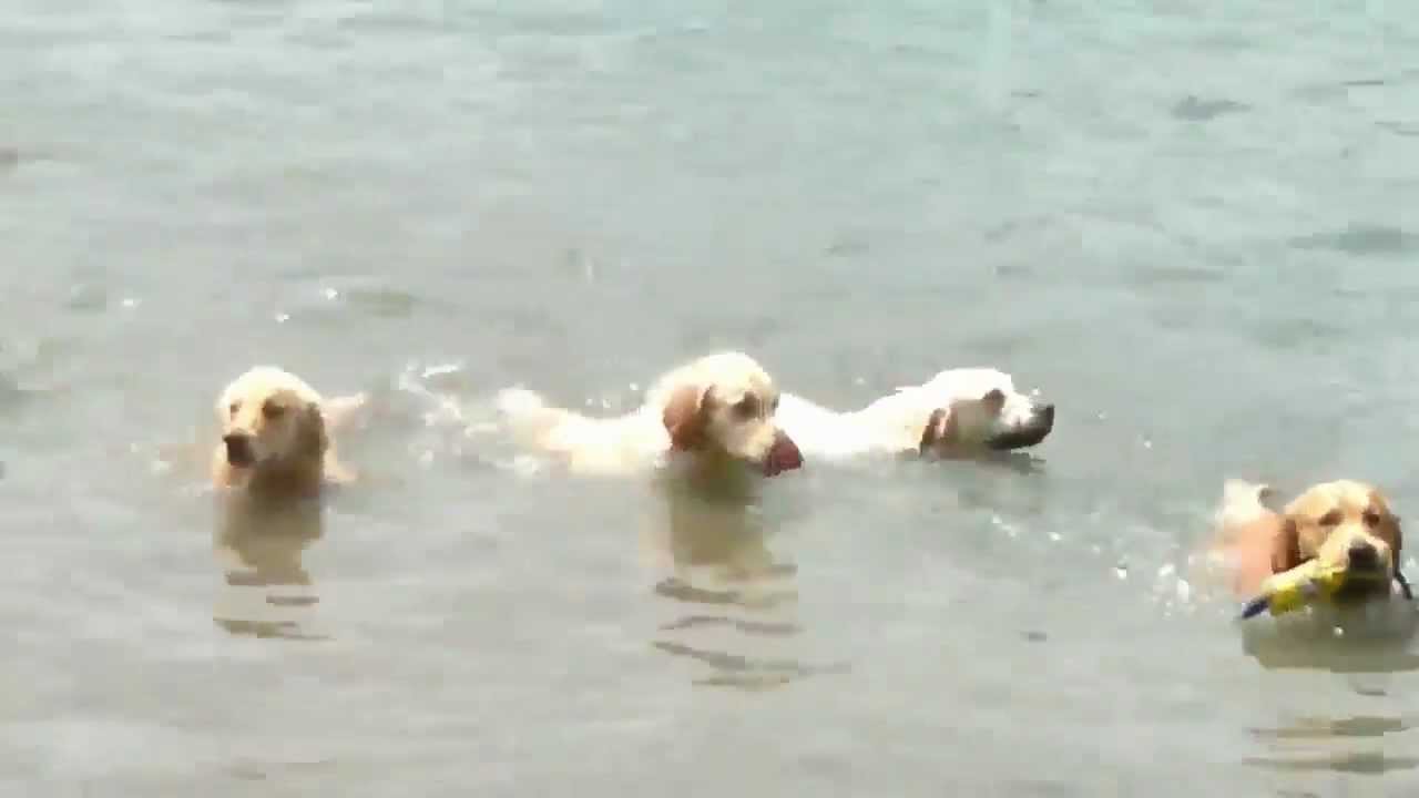 Jethro Golden Retriever Nuota Al Lago Di Martignano Con Altri 10