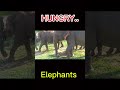 hungry elephants🤔 #elephant #wildlife #youtubeshorts 🐘