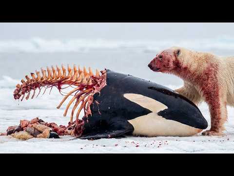 🚨 Why ALASKA makes the AFRICAN SAVANNA look like a joke | Survive or die