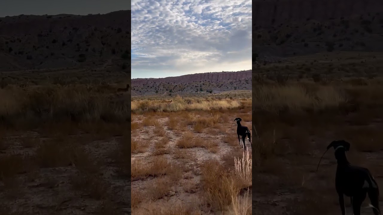 Saluki hunting