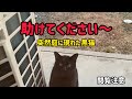 【保護】見知らぬ猫が助けを求めやってきた#家族紹介