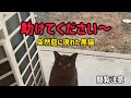 見知らぬ猫が助けを求めやってきた#保護猫 #家族紹介