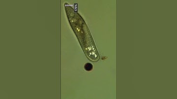 Glowing Crystals Inside Cells Under Microscope (Polarized Light Microscopy)