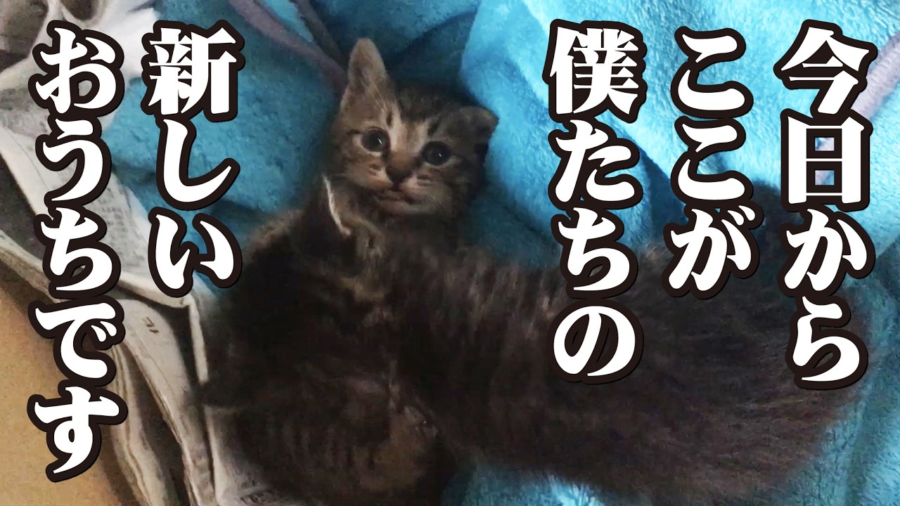 捨て猫だった2匹の子猫と子なし夫婦の奇跡的な出会い