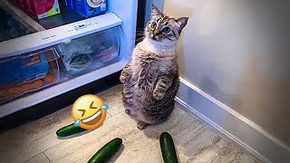 New Funny Animals 🐢 Funniest Cats and Dogs Videos 🐷🐈‍⬛ #28