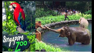Singapore World The Best Rainforest Zoo Сингапурский Зоопарк Singapore World The Best Rainforest Zoo Сингапурский Зоопарк