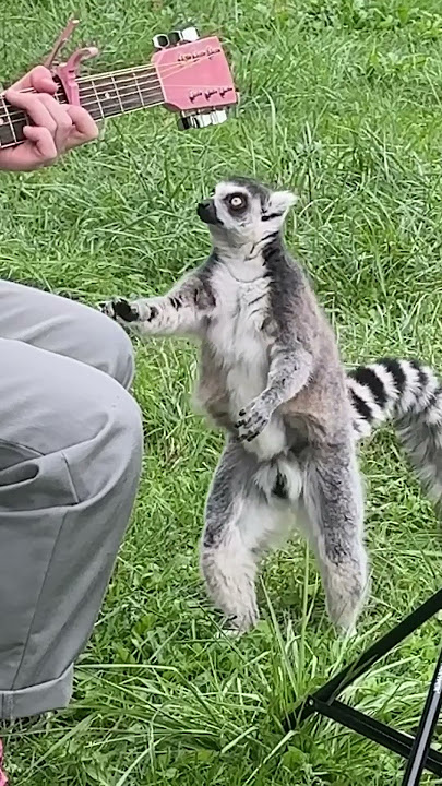 Singing to Lemurs