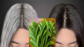 White Hair To Black Hair Naturally in 3 Minutes | Gray hair dye with black tea | ย้อมผมหงอก