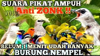 SUARA PIKAT SEMUA BURCIL LIAR | MP3 PIKAT TERBUKTI PALING AMPUH |  PIKAT BURUNG | Suara Pikat BURUNG