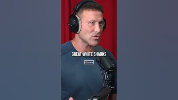 Humans Are APEX Predators!