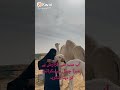 بہت ہی خوبصورت ویڈیو ایک اونٹ اور سعودی عورت کی محبت ماشاءاللہ