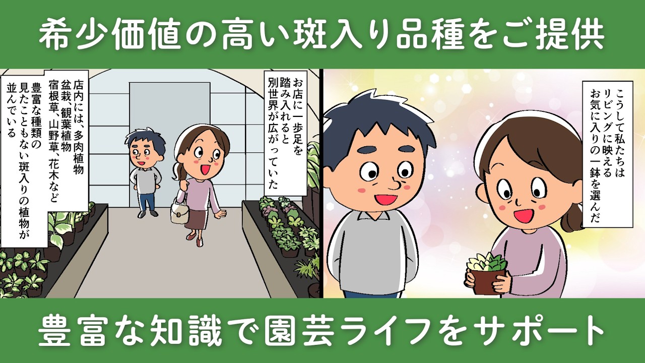 鳥取県倉吉の多肉植物なら斑入り植物専門店～錦～