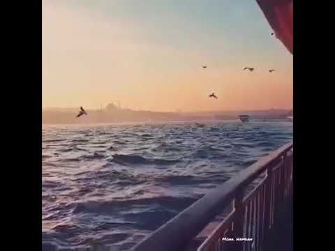 عمرو دياب قصاد عيني حالات واتس اب ٢٠١٩