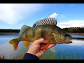 Ešerių beieškant su ultra light spiningu...Perch fishing with extremely light spinning