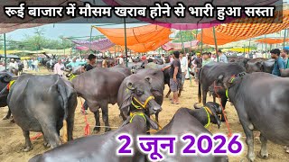 बरसात की वजह से हुआ सस्ता ll 02 जून 2026 ll rui pashu bajar ll rui buffalo market ll rui pashu mandi