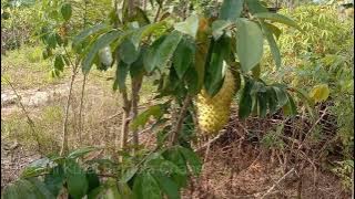 Panen perdana Buah sirsak madu,