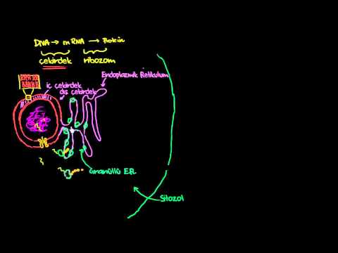 Endoplazmik Retikulum ve Golgi Aygıtı Detaylı Konu Anlatımı (Biyoloji / Hücrenin Yapısı)