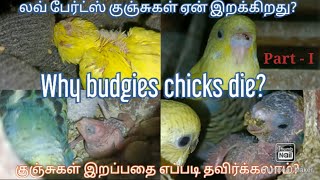 லவ் பேர்ட்ஸ் குஞ்சுகள் எதனால் இறக்கிறது?/ Why budgies/ Love birds chicks die?