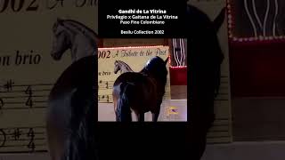 ESPECTACULAR EXHIBICIÓN DE GANDHI EN PERRY, Ga. #pasofino #shortsvideo #horse