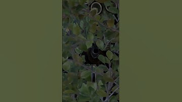 pay to win skin #rust #rustteam #rusthighlights #highlights #rustgame #shorts