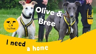 Olive & Bree the gorgeous Sighthounds | Dogs Trust West London