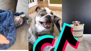 The Cutest Bulldog TikTok Compilation | Dogs Of TikTok by Dogs Of TikTok 1,647 views 2 years ago 10 minutes, 45 seconds