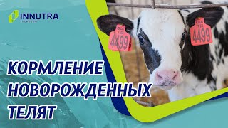 картинка: Кормление телят молозивом. Что нужно не забывать?