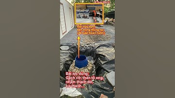 Cách xây hồ cá koi hệ lọc tự nhiên đơn giản dễ thực hiện #hocakoi #hokoi #shorts