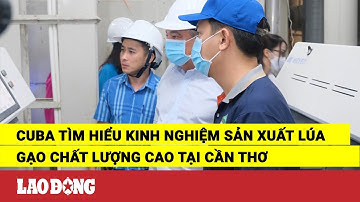 Cuba tìm hiểu kinh nghiệm sản xuất lúa gạo chất lượng cao tại Cần Thơ | Báo Lao Động