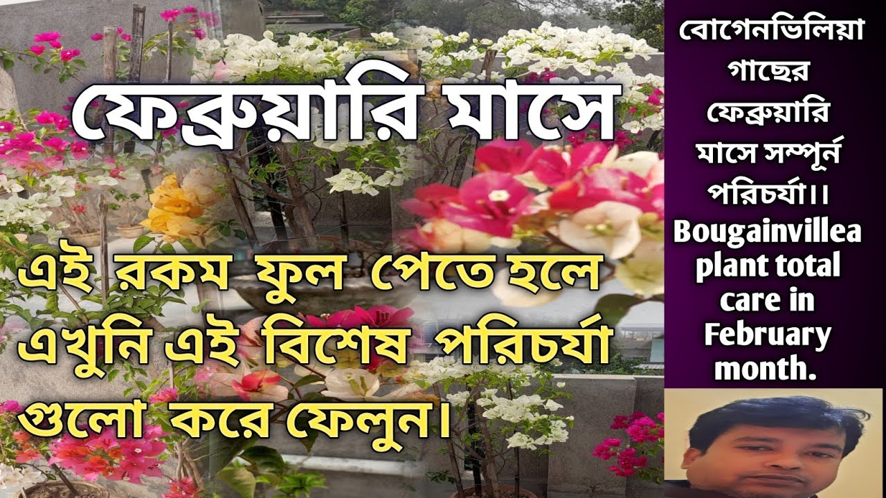 বোগেনভিলিয়া গাছের ফেব্রুয়ারি মাসে সম্পূর্ন পরিচর্যা Bougainvillea plant total care inFebruary month